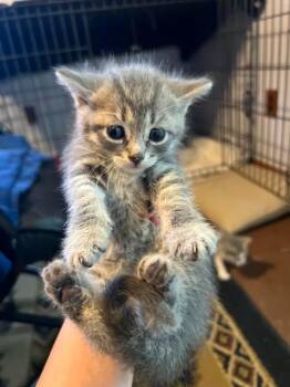 Slate 6 -  Domestic Short Hair Cat Available for Adoption in Glenfield, New York - Slate 6 | PetCurious