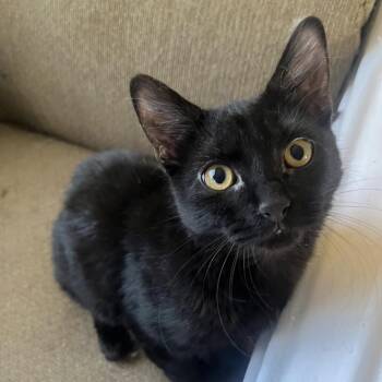 Domestic Short Hair Cats Available for Adoption - Salem | PetCurious