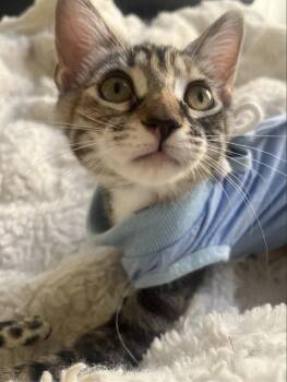 Willow (Winky) -  Domestic Short Hair Cat for Adoption in Davis, California - Willow (Winky) | PetCurious