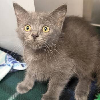 Sanrio -  Domestic Short Hair Cat for Adoption in Los Angeles, California - Sanrio | PetCurious