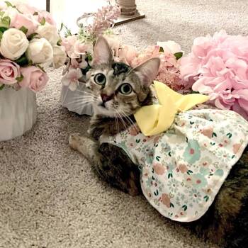 Autumn II -  American Shorthair and Torbie Cat for Adoption in Houston, Texas - Autumn II | PetCurious