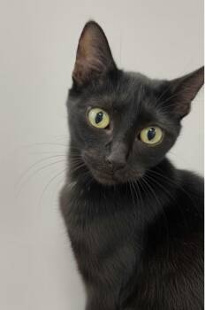 Rescue Domestic Short Hair Cats for Adoption - Endora | PetCurious