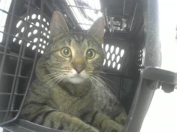 EVIE -  Domestic Short Hair Cat for Adoption in Loveland, Colorado - EVIE | PetCurious