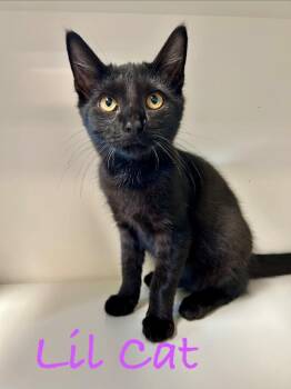 Lil Cat -  Domestic Short Hair Cat for Adoption in West Union, Ohio - Lil Cat | PetCurious