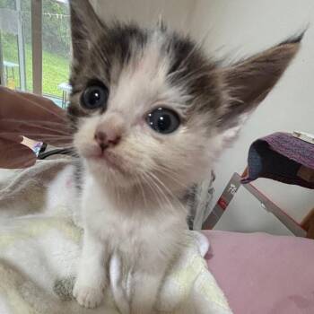 Baby Girl -  Domestic Short Hair Cat for Adoption in Volcano, Hawaii - Baby Girl | PetCurious