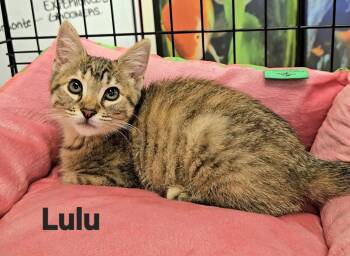 Lulu -  Domestic Short Hair Cat for Adoption in Longwood, Florida - Lulu | PetCurious