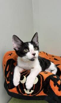Honeydew -  Domestic Short Hair Cat for Adoption in Picayune, Mississippi - Honeydew | PetCurious