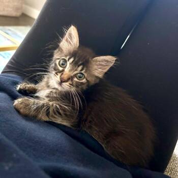 Stop Sign 18 -  Domestic Short Hair Cat for Adoption in Austin, Texas - Stop Sign 18 | PetCurious