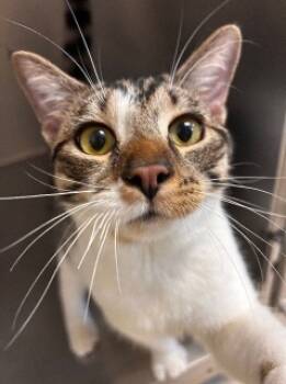 Rescue Domestic Short Hair Cats for Adoption in North Street, Michigan - Vixen (sponsored) | PetCurious