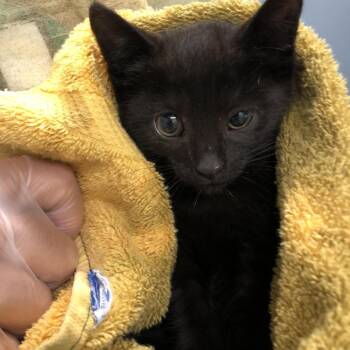 Buzz -  Domestic Short Hair Cat for Adoption in Oak Park, Illinois - Buzz | PetCurious