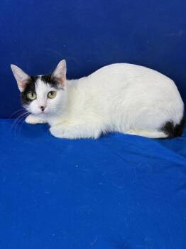 American Shorthair Cats Available for Adoption in Ruston, Louisiana - Viral Trend | PetCurious