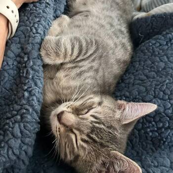 Domestic Short Hair Cats Available for Adoption in Tallahassee, Florida - Ziggy | PetCurious