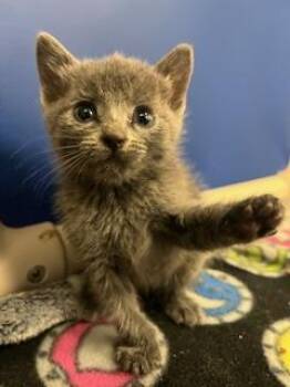 Rescue Domestic Short Hair Cats for Adoption in Dallas, Texas - RIVER | PetCurious