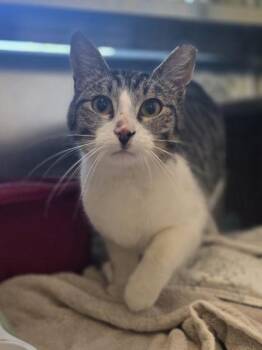 Domestic Short Hair Cats Available for Adoption in Westland, Michigan - Seth | PetCurious
