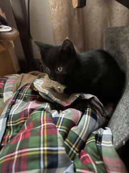 Jaxon -  Domestic Short Hair Cat for Adoption in Trenton, New Jersey - Jaxon | PetCurious