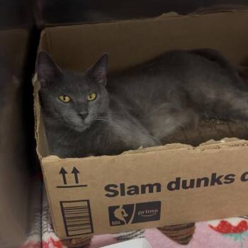 Bowie (In Foster) -  Domestic Short Hair Cat for Adoption in Newark, New Jersey - Bowie (In Foster) | PetCurious