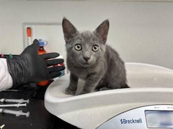 GLORY -  Domestic Short Hair Cat for Adoption in Antioch, California - GLORY | PetCurious