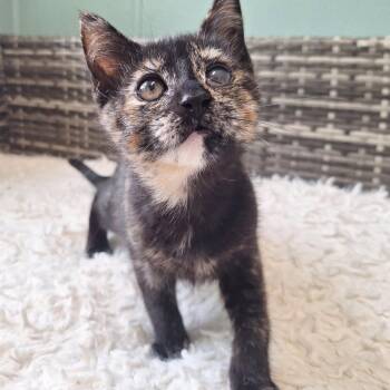 Sprite -  Domestic Short Hair Cat for Adoption in Attica, New York - Sprite | PetCurious
