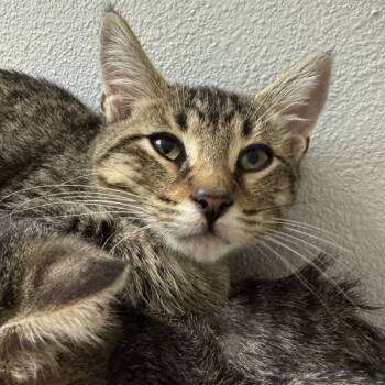 Rescue Domestic Short Hair Cats for Adoption in Buellton, California - Whopper | PetCurious