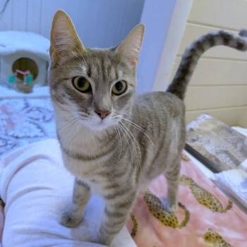 Tati -  Domestic Short Hair Cat for Adoption in Providence, Rhode Island - Tati | PetCurious