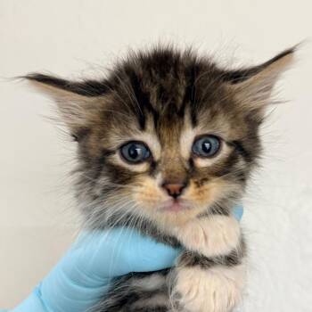 Domestic Medium Hair Cats Available for Adoption in Redwood Valley, California - Skippy | PetCurious