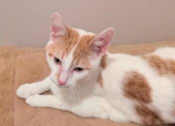 Domestic Short Hair Cats Available for Adoption in South Bend, Indiana - Quentin | PetCurious