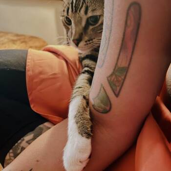 Bengal Cats Available for Adoption in South Elgin, Illinois - Ruby - Home To Home | PetCurious