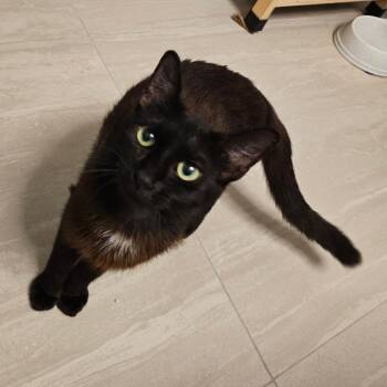 Cabzie -  Domestic Short Hair Cat Available for Adoption in Boston, Massachusetts - Cabzie | PetCurious