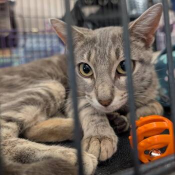 Kendra -  Domestic Short Hair and Siamese Cat for Adoption in Saugerties, New York - Kendra | PetCurious