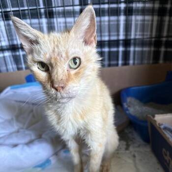 Ziggy -  Domestic Short Hair Cat for Adoption in Winchester, Virginia - Ziggy | PetCurious