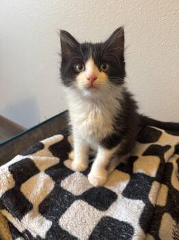 Rescue Domestic Long Hair Cats for Adoption in Mason City, Iowa - Eloise | PetCurious