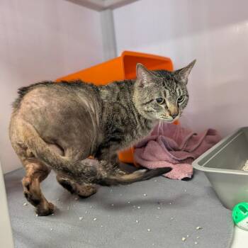 Domestic Short Hair Cats Available for Adoption - Puff | PetCurious