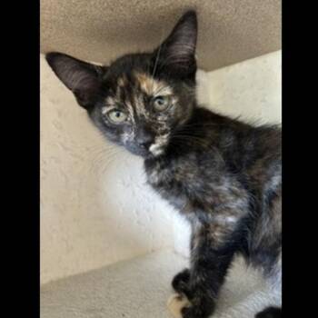 Spark -  Domestic Short Hair Cat for Adoption in Prescott, Arizona - Spark | PetCurious
