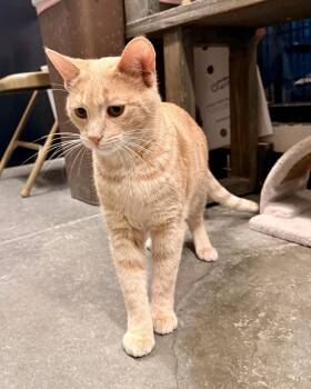 Domestic Short Hair Cats Available for Adoption - Malachite | PetCurious