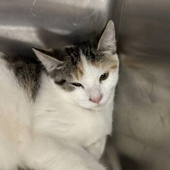 Butterscoth -  Domestic Short Hair Cat for Adoption in Corbin, Kentucky - Butterscoth | PetCurious