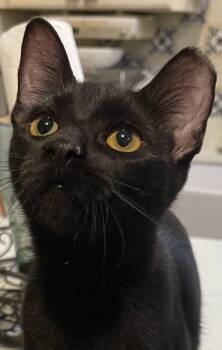 Azalea -  Bombay Cat for Adoption in San Antonio, Texas - Azalea | PetCurious
