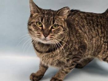 Domestic Short Hair Cats Available for Adoption - Naya | PetCurious