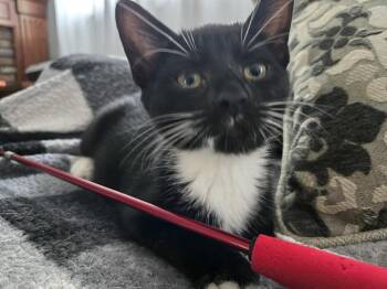 Bert Bobbsey -  Domestic Short Hair Cat for Adoption in Trenton, New Jersey - Bert Bobbsey | PetCurious