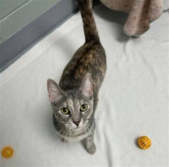 PEARL -  Domestic Short Hair Cat for Adoption in Geneva, Illinois - PEARL | PetCurious