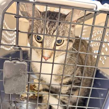 Kahlo -  Domestic Medium Hair Cat for Adoption in Philadelphia, Pennsylvania - Kahlo | PetCurious