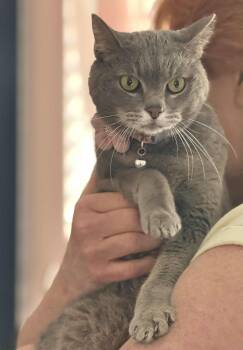 Rescue Domestic Short Hair Cats for Adoption in Capshaw, Alabama - MIRIAM | PetCurious