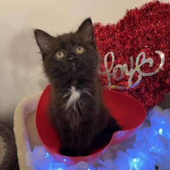 Domestic Medium Hair Cats Available for Adoption - Aramis(adopt With A Sibling) | PetCurious