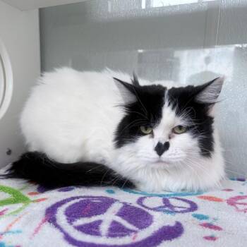 Domestic Long Hair Cats Available for Adoption - Misty | PetCurious