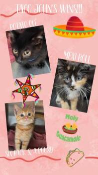 Six Pack & A Pound -  Domestic Short Hair Cat for Adoption in Beatrice, Nebraska - Six Pack & A Pound | PetCurious