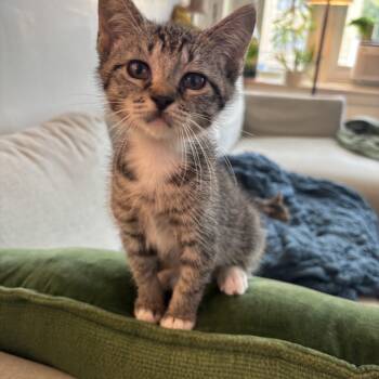Shredder -  Domestic Short Hair Cat for Adoption in Chicago, Illinois - Shredder | PetCurious