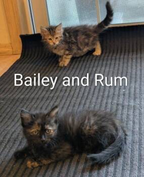 Rescue Domestic Medium Hair Cats for Adoption in Vancouver, Washington - Bailey | PetCurious