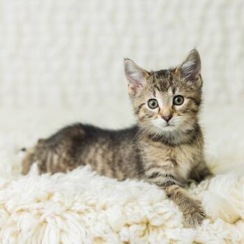 Rescue Domestic Short Hair Cats for Adoption in Saint Paul, Minnesota - Fizzle | PetCurious