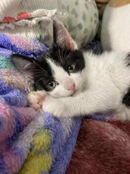 Domestic Short Hair and Turkish Van Cats Available for Adoption - Mickey And Minnie (MUST Be Adopted Together) | PetCurious