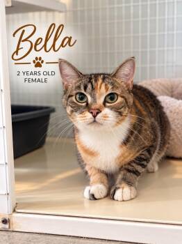 Bella -  Domestic Short Hair Cat for Adoption in Kingsland, Georgia - Bella | PetCurious