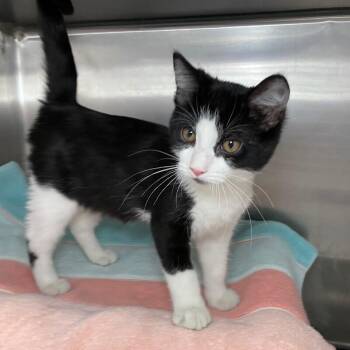 Domestic Short Hair Cats Available for Adoption in Roanoke, Virginia - Moxxie | PetCurious